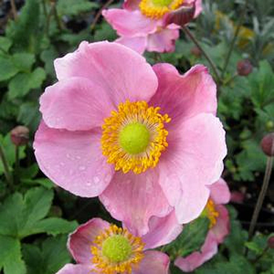 Anemone x hybrida 'Pink Kiss'