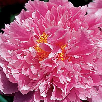 Paeonia l. 'Pink Kisses'