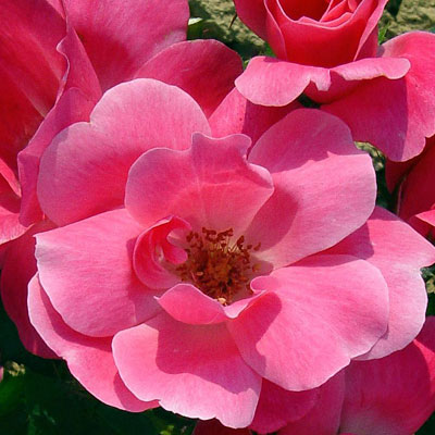 Rosa 'Pink Knock Out'
