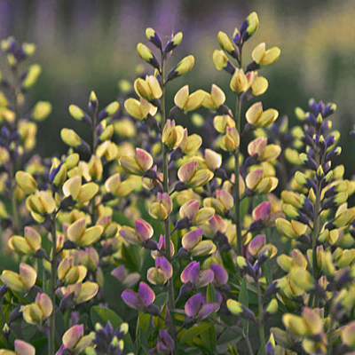 Baptisia x 'Decadence Pink Lemonade'