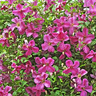 Clematis 'Pink Mink'