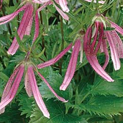 Campanula x 'Pink Octopus'