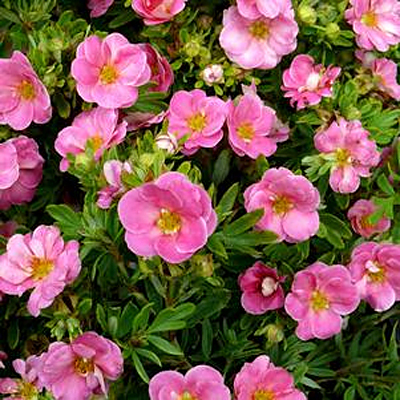 Potentilla f. 'Happy Face Pink Paradise'