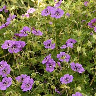 Geranium x 'Pink Penny'