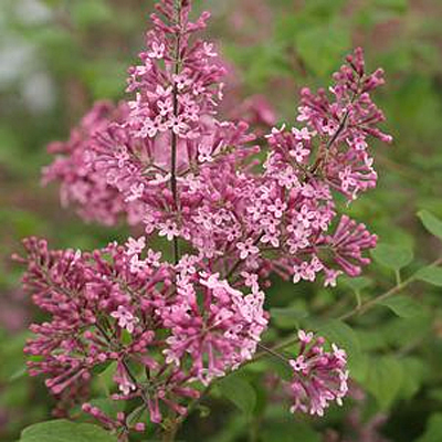Syringa x 'Bloomerang Pink Perfume'
