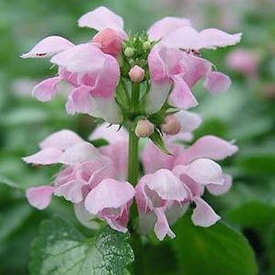 Lamium maculatum 'Pink Pewter'