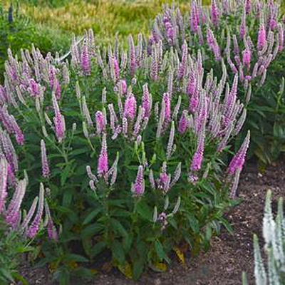Veronica x 'Pink Potion'