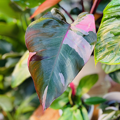 Philodendron 'Pink Princess'