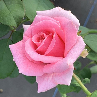 Rosa 'Brindabella Pink Princess'