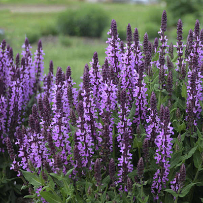 Salvia n. 'Pink Profusion'