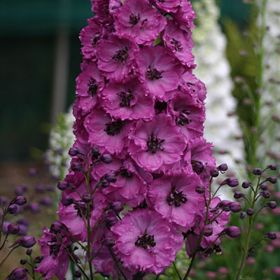 Delphinium e. 'Pink Punch'