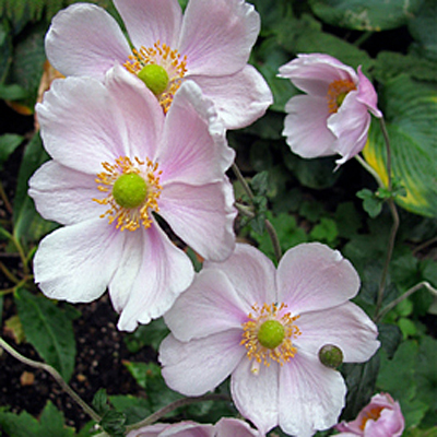 Anemone h. 'Pink Saucer'