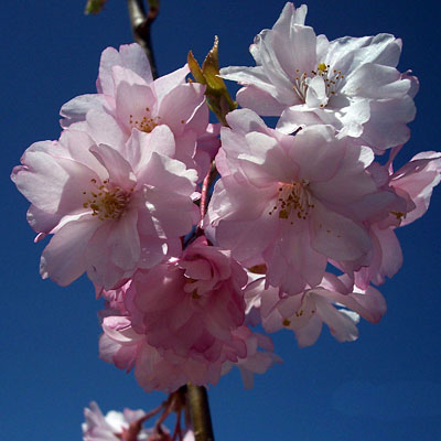 Prunus x 'Pink Snow Showers'