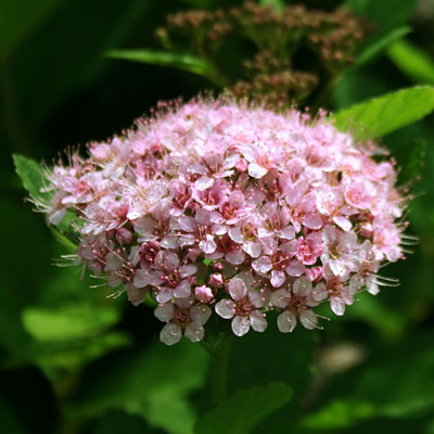 Spiraea b. 'Pink Sparkler'