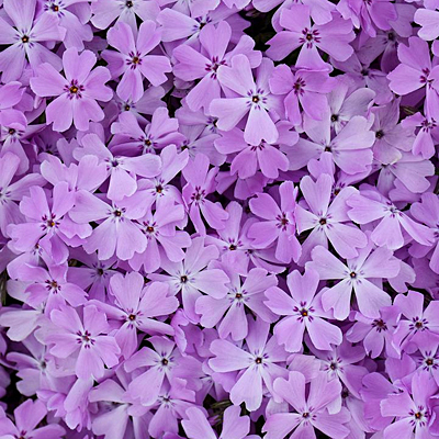 Phlox sub. 'Pink Sparkles'