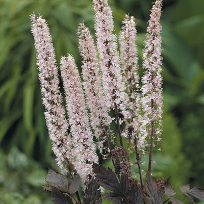 Actaea ram. 'Pink Spike'