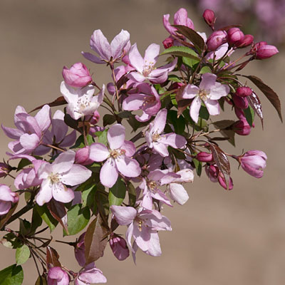 Malus 'Pink Spires'