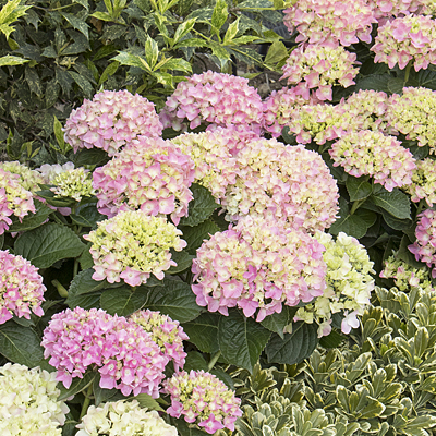 Hydrangea m. 'Pink Splendor'