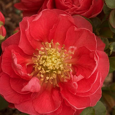 Chaenomeles 'Double Take Pink Storm'