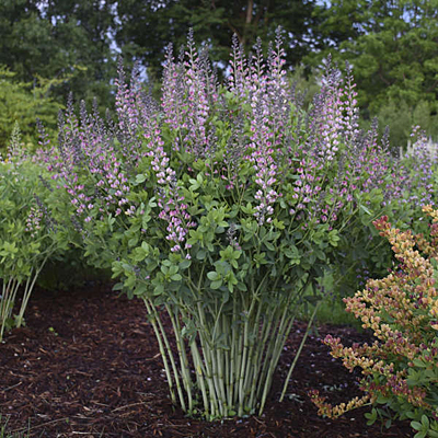 Baptisia x 'Decadence Pink Truffles'
