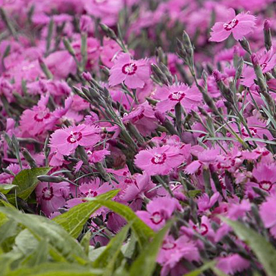 Dianthus x 'Pink Twinkle'