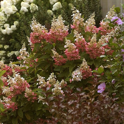 Hydrangea p. 'Pinky Winky'