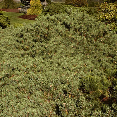 Pinus syl. 'Albyn Prostrata'