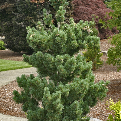 Pinus pa. 'Aoi'