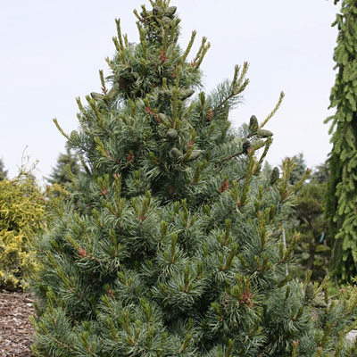 Pinus pa. 'Bergmani'