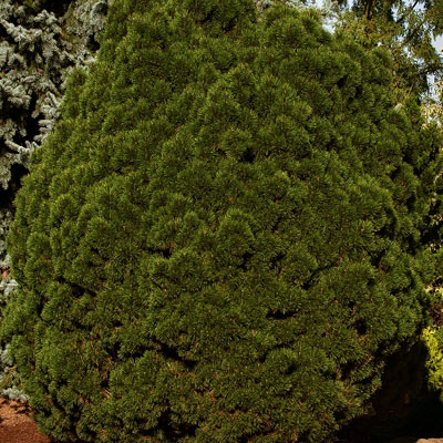 Pinus m. 'Big Tuna'
