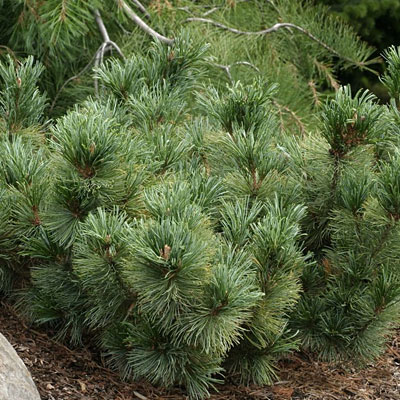 Pinus pumila 'Blue Dwarf'