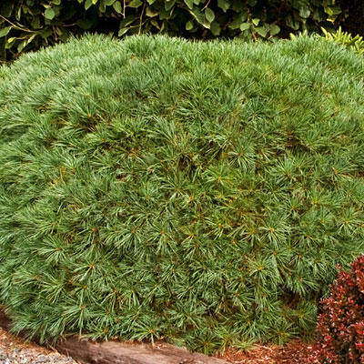 Pinus st. 'Blue Shag'