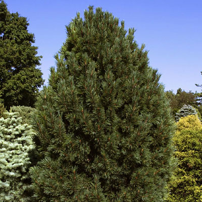 Pinus cembra