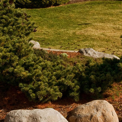 Pinus pa. 'Fukuzumi'