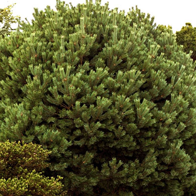 Pinus syl. 'Glauca Nana'