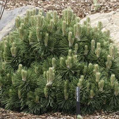 Pinus nigra 'Helga'