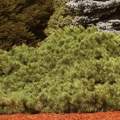 Pinus syl. 'Hillside Creeper'