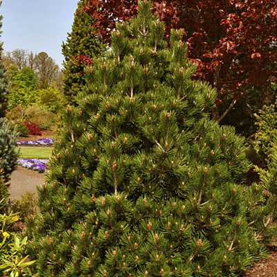 Pinus h. 'Irish Bell'