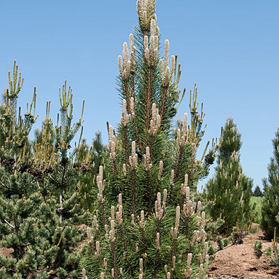 Pinus nigra 'Komet'