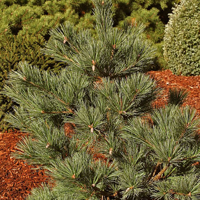 Pinus st. 'Macopin'