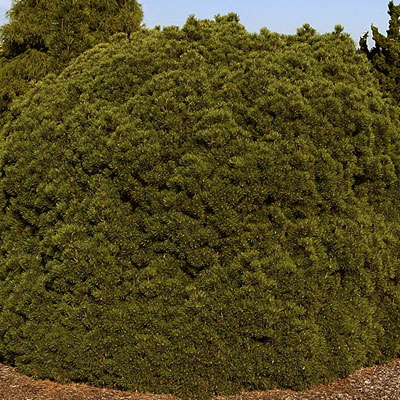 Pinus m. 'Mops'