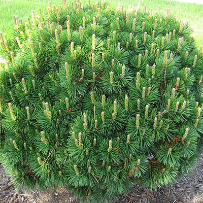 Pinus m. 'Mughus'