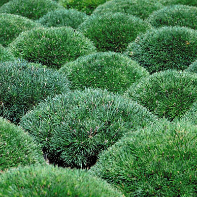 Pinus mugo