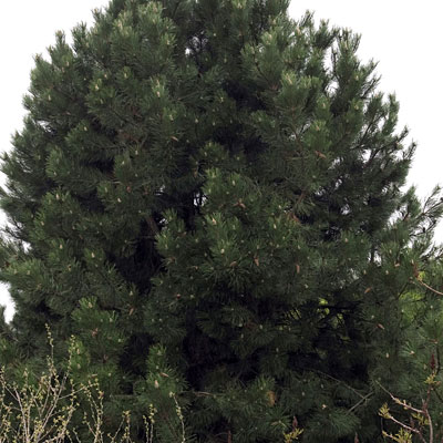 Pinus nigra
