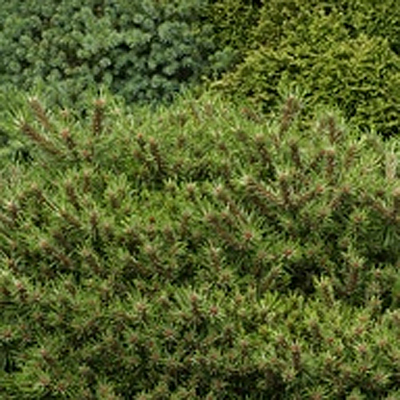 Pinus m. 'Paradekissen'