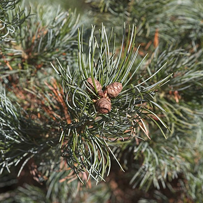 Pinus parviflora