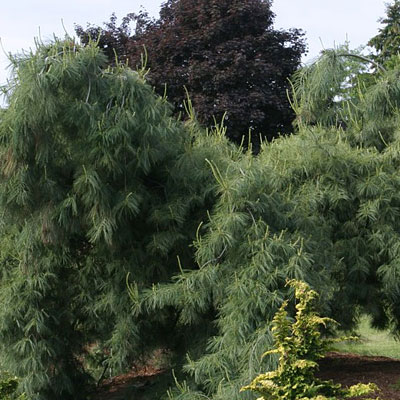 Pinus st. 'Pendula'