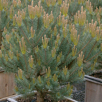 Pinus syl. 'Pumila'