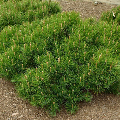 Pinus m. 'Pumilio'
