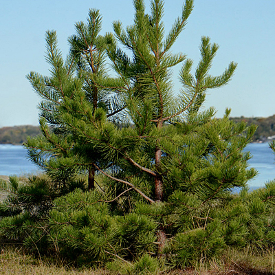 Pinus rigida